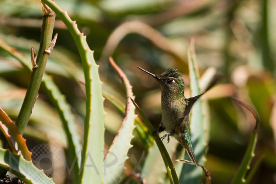 Green-backed Firecrown