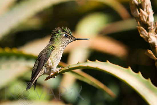 Green-backed Firecrown