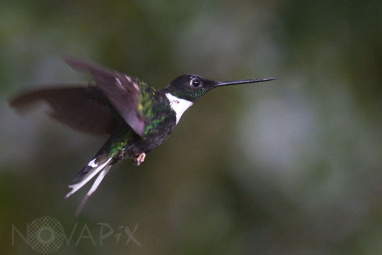 Colibri Inca à collier en vol