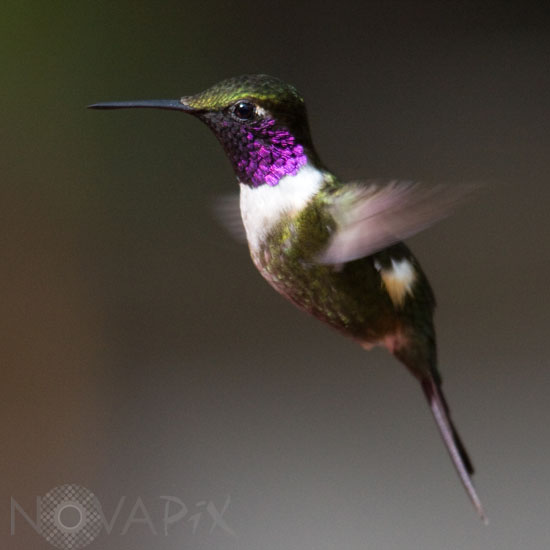 Colibri de Mitchell en vol