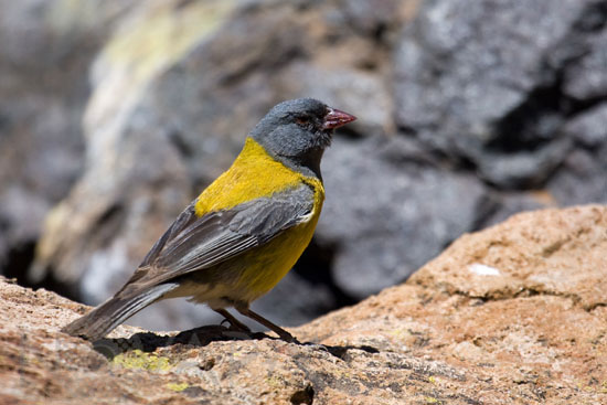 Patagonian Sierra-finch