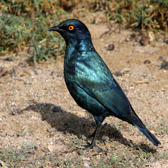 Cape Glossy Starling