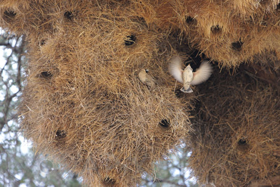 Sociable Weaver and their nest