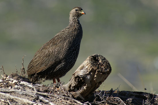Francolin du Cap