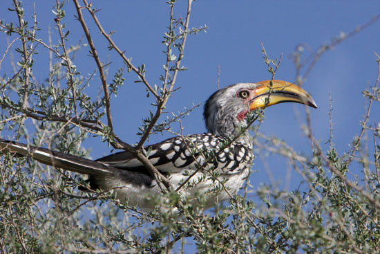 Calao leucomèle 