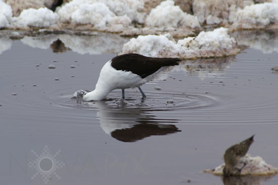 Andean avocet