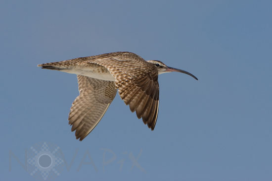 Whimbrel