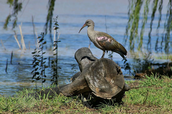 Ibis Hagedash