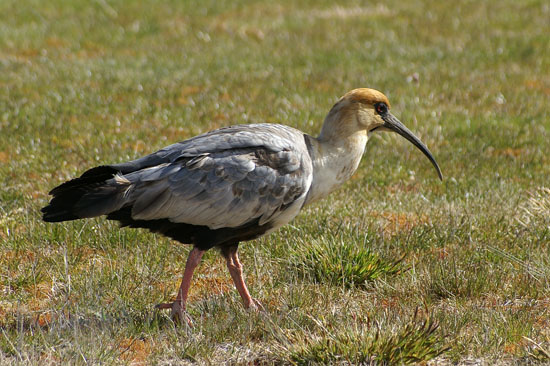 Ibis à face noire