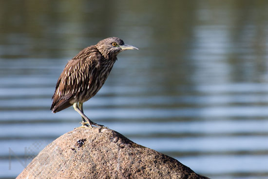 Black-crowned night heron