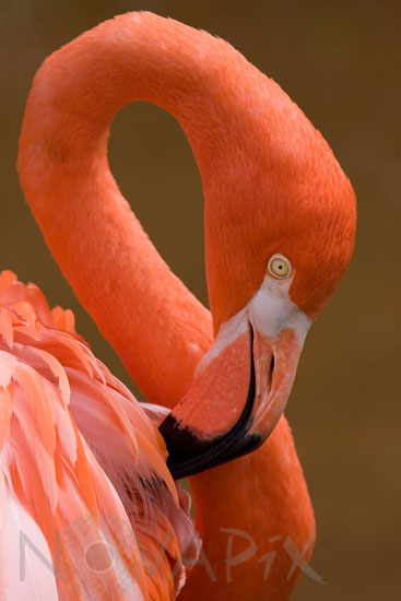 Flamant rouge