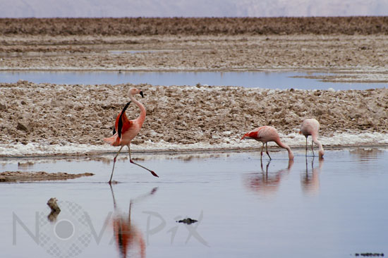 Chilean Flamingo