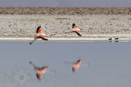 Chilean Flamingo
