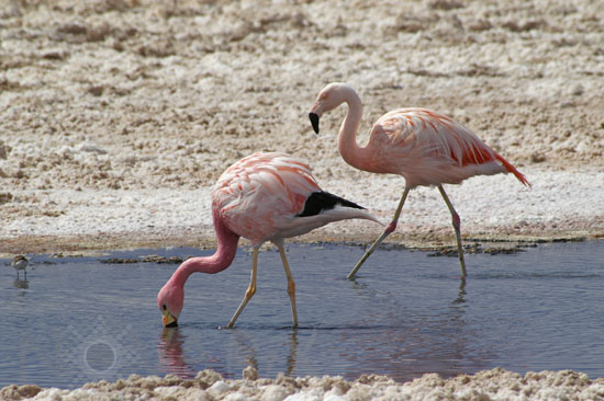 Flamant des Andes et flamant du Chili