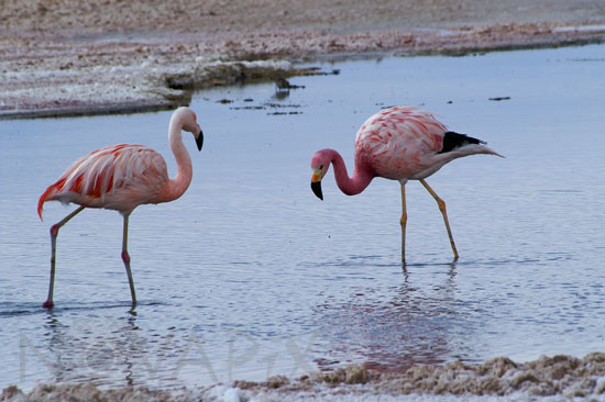 Flamant des Andes et flamant du Chili