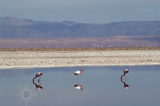 Flamant des Andes
