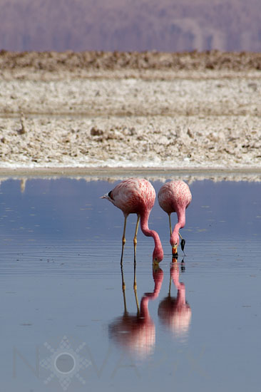 Flamant des Andes