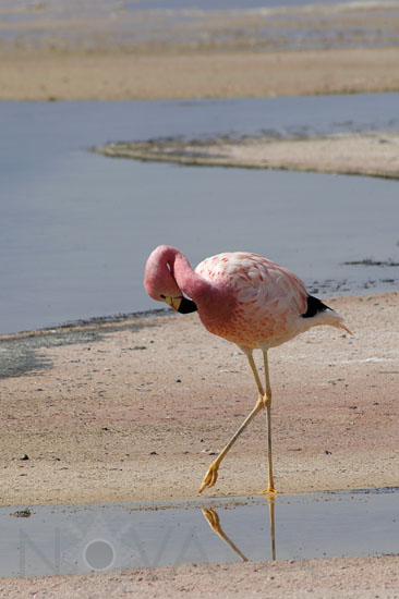 Flamant des Andes