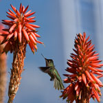 Colibri du Chili
