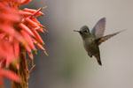 Colibri du Chili