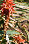 Colibri du Chili