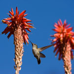 Colibri du Chili