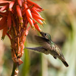 Colibri du Chili