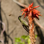 Colibri du Chili