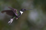 Colibri Inca à collier en vol