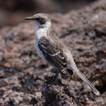 Moqueur des Galapagos