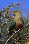 Conure Magellanique