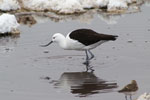 Avocette des Andes