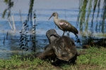 Ibis Hagedash