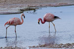 Flamant des Andes et flamant du Chili
