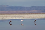 Flamant des Andes