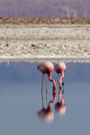 Flamant des Andes