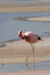 Flamant des Andes