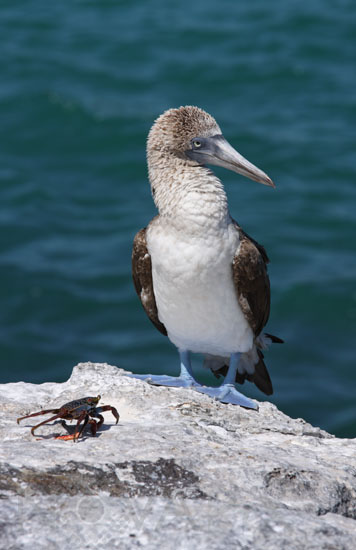 Fou à pieds bleus 