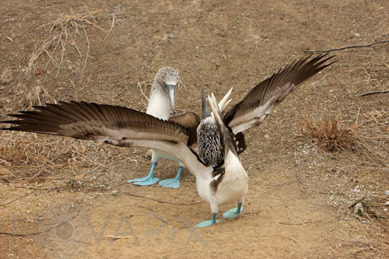 Fous à pieds bleus 