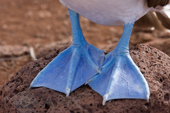 Fou à pieds bleus 