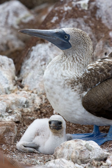 Fou à pieds bleus 