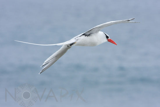 Phaéton à bec rouge
