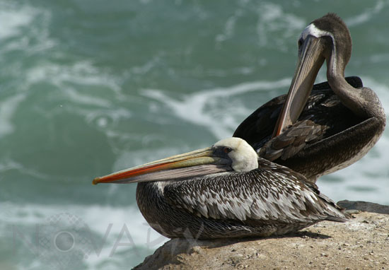 Peruvian pelicans