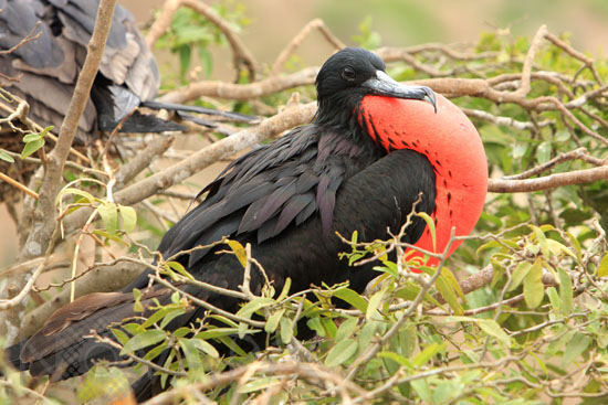 Magnificent frigatebird