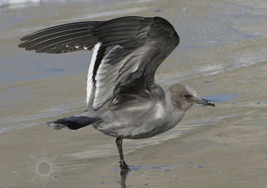 Goéland gris