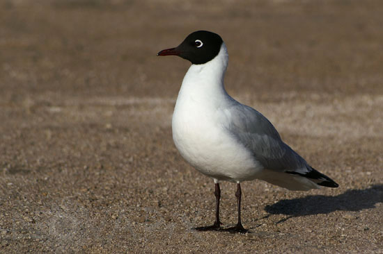 Andean Gull