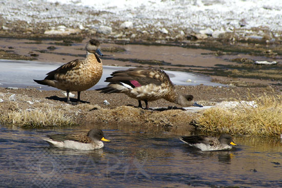 Ducks on chilean altiplano