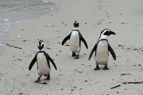 Manchot du Cap