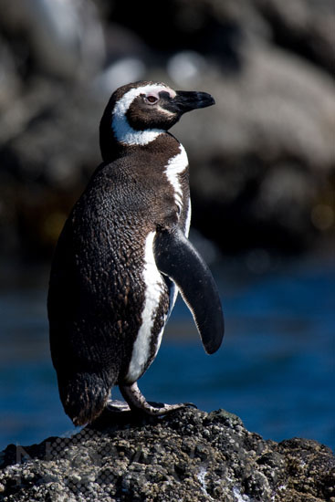Magellanic penguin