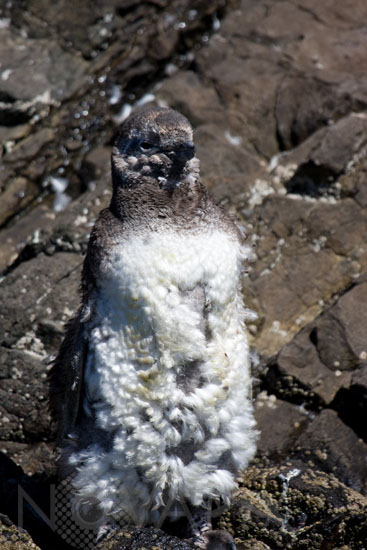 Magellanic penguin